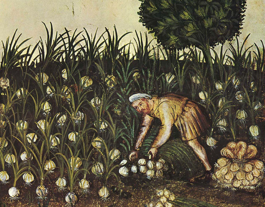 La raccolta dell'aglio, Taccuino Sanitatis Casanatense (XIV secolo)